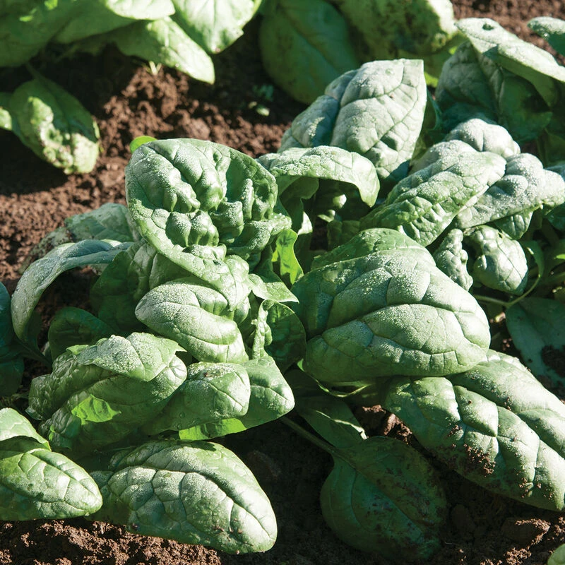 Kookaburra 1 Kookaburra