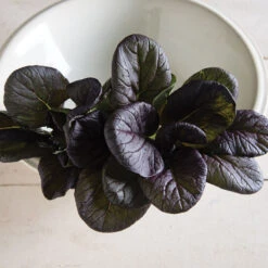 Red Cloud -Garden Care Shop 03341 01 redcloud