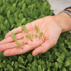 Dandelion, Red -Garden Care Shop 03357m 02 red dandilion