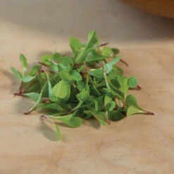 Dandelion, Red -Garden Care Shop 03357m 04 red dandilion