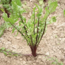 Italiko Red -Garden Care Shop 03358 01 italiko red