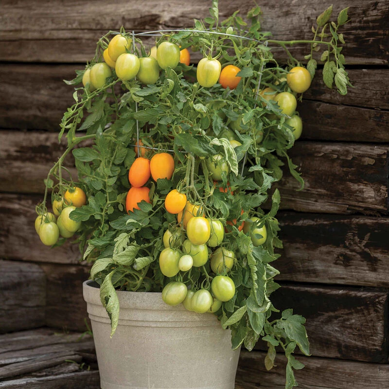 Sunrise Sauce 2 Sunrise Sauce - Image 2