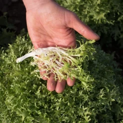 Benefine -Garden Care Shop 03421g 03 benefine