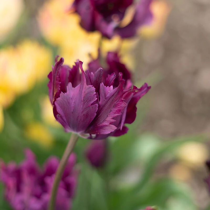 Negrita Parrot 1 Negrita Parrot