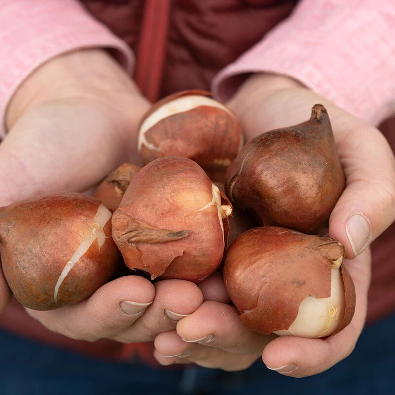 Negrita Parrot 2 Negrita Parrot - Image 2