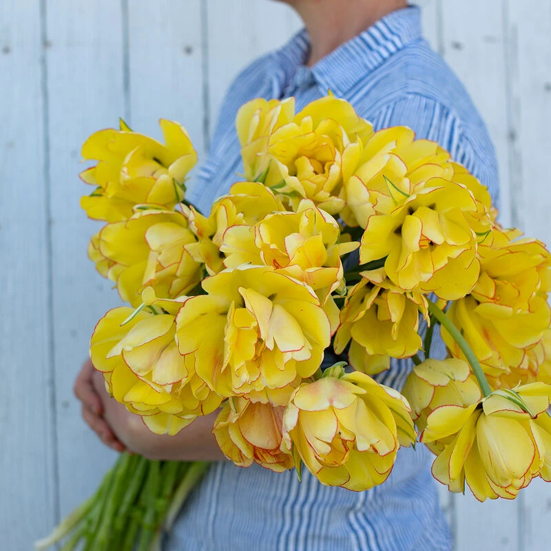 Akebono 2 Akebono - Image 2