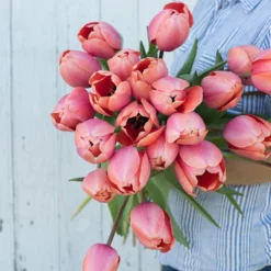 Apricot Impression -Garden Care Shop 03471 03 apricot impression