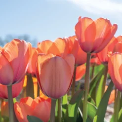 Rococo -Garden Care Shop 03471 05 apricot impression 1