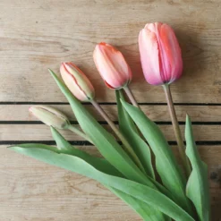 Apricot Impression -Garden Care Shop 03471 06 apricot impression