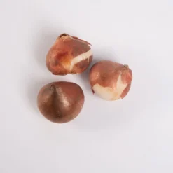 Negrita Double -Garden Care Shop 03481 03 negrita double