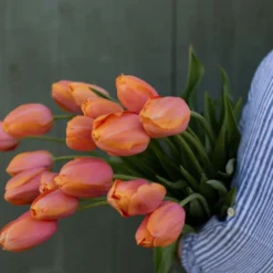 New Products -Garden Care Shop 03482 02 dordonge