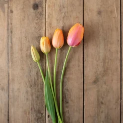 Dordogne -Garden Care Shop 03482 05 dordonge