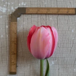 Design Impression -Garden Care Shop 03491 03 design impression