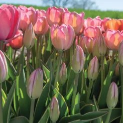 Design Impression -Garden Care Shop 03491 06 design impression