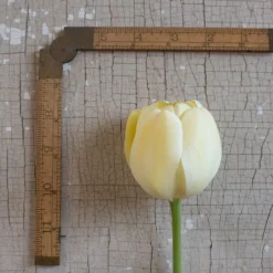 Ivory Floradale 7 Ivory Floradale -Garden Care Shop 03492 03 ivory floridale