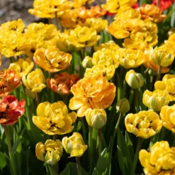 Garden Care Shop 36 Sunlover