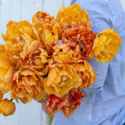 Garden Care Shop -Garden Care Shop 03493 02 sunlover