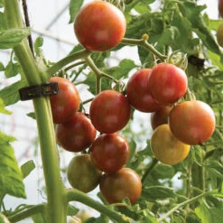 Purple Bumble Bee 5 Purple Bumble Bee -Garden Care Shop 03521g 03 purplebumbl