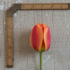 Apeldoorn's Elite -Garden Care Shop 03549 03 apeldorn elite