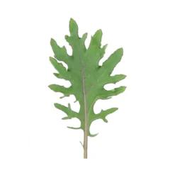 Red Russian -Garden Care Shop 0363 03 redrussian