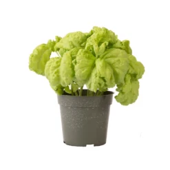 Tuscany -Garden Care Shop 03719 03 tuscany