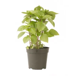 Cardinal -Garden Care Shop 03732g 03 cardinal