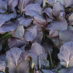 Red Kingdom -Garden Care Shop 03748 01 redkingdom