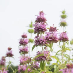 New Products 5 Lemon Mint