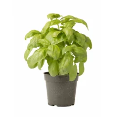 Dolly -Garden Care Shop 03875 03 dolly