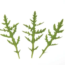 Sylvetta -Garden Care Shop 0398 01 sylvettasaladtrio