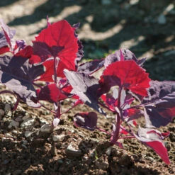 Ruby Red Orach