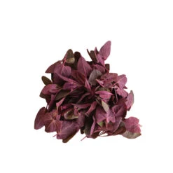 Ruby Red Orach -Garden Care Shop 03999g 03 rubyredorach