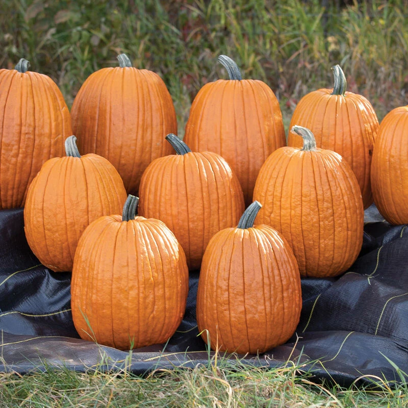 Igor 2 Igor - Image 2