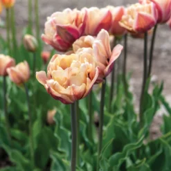 New Products -Garden Care Shop 04057 01 labelleepoque