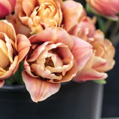 La Belle Epoque -Garden Care Shop 04057 02 labelleepoque