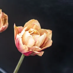 La Belle Epoque -Garden Care Shop 04057 03 labelleepoque