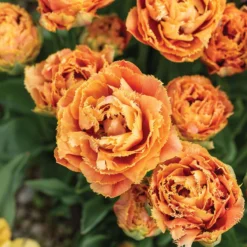 Sensual Touch -Garden Care Shop 04058 03 sensual touch