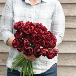 New Products 17 Palmyra