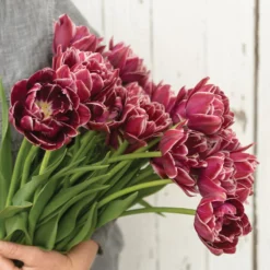 Garden Care Shop 33 Dream Touch