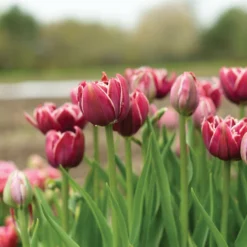 Garden Care Shop -Garden Care Shop 04060 02 dream touch