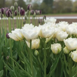 Garden Care Shop 29 Mondial