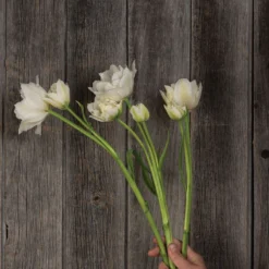 Mondial -Garden Care Shop 04063 03 mondial