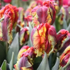 New Products -Garden Care Shop 04068 01 rasta parrot