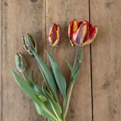 Rasta Parrot -Garden Care Shop 04068 02 rasta parrot