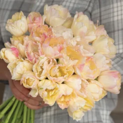 Garden Care Shop -Garden Care Shop 04080 03 creme upstar