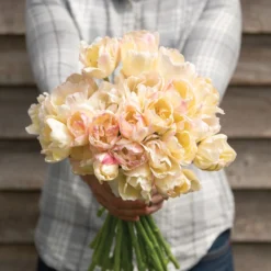 Garden Care Shop 27 Crème Upstar