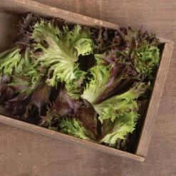 Rubygo -Garden Care Shop 04100jp 02 rubygo