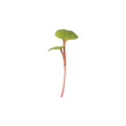 Radish, Red Stem -Garden Care Shop 04105m 01 redstem radish