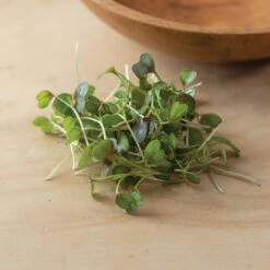 Kale, KX-1 -Garden Care Shop 04112m 05 kx1