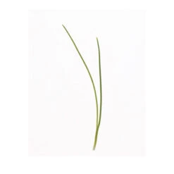 Scallion -Garden Care Shop 04127mg 01 scallion